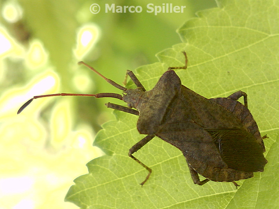 Coreus marginatus